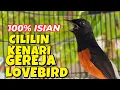 Download Lagu LANGSUNG GACOR dan IKUT NEMBAK dengan pikat murai batu ini