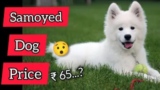 Samoyed dog price in India Samoyed Dog puppy Samoyed dog puppy price