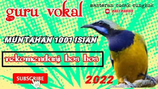 Download Guru vokal//Masteran Kasar Cucak Cungkok//1001 Muntahan ‼️ MP3