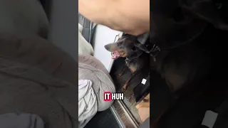Sweetest Doberman ever ..#fyp #dream #doberman #pets #youtube