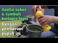 Lagu Jenis-jenis Pupuk Cair Untuk Tanaman Azolla || Budidaya Azolla Untuk Pemula