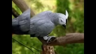 تعليم الببغاء صوت  القطة البسة ميو      مدة طويلة مكرر   دندنها