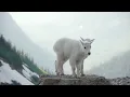 Good Drift Two Goats