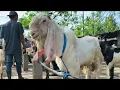 Download Lagu 1.500 !! Senduro Super Harga Murah !! Harga Anjlok Sepi Pembeli !! Pasar Kambing Kerek 