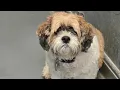 Pets being abandoned across the state