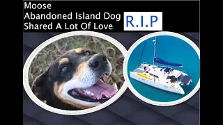 R.I.P – Moose Abandoned Island Dog – The Tribute