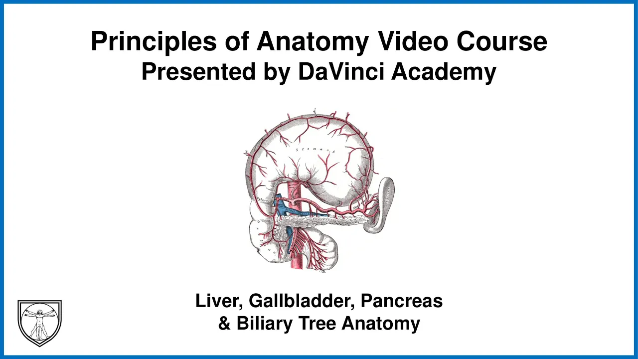 Liver, Gallbladder, Pancreas & Biliary Tree Anatomy [Abdominal Anatomy 6 of 9]