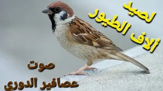 صوت عصافير الدوري للصيد 