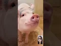 Download Lagu Hewan lucu #pig #babi #gemoy #hewanlucu #shorts #short