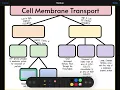 Cell membrane transport graphic organizer
