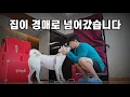 Lagu 집이 경매로 넘어갔습니다.  진돗개 천백이와 가족 데리고 당장 어디로 가죠?