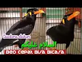 Download Lagu Beo Cepat Bicara Assalamu alaikum ( السلام عليكم )  Durasi Panjang  Masterannya