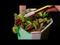 Feeding Frenzy Venus Flytraps Eating Juicy Red Blood Worms