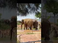 Download Lagu #Elephants