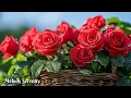 Download Lagu Прекрасная музыка🌺Прекрасные цветы🌿Прекрасные мелодии, от которых мурашки по коже, Сергей Грищук