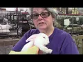 Do TAMUK rabbits actually grow faster than New Zealands