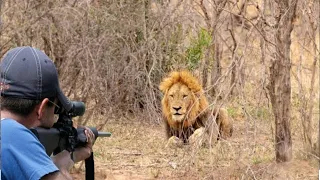 صيد الأسود بالبندقية وجه لوجه صيد بلارحمة وأتمنى تشتركوعندي وتدعمو القناة أخوتي وشكرا Lion Hunting 