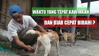 Download Cara anjing biar cepat birahi dan kawin dengan baik MP3