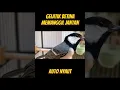 Download Lagu glatik betina auto nyaut #glatik #gelatik #gelatikbatugacor #masteranburung #burungkecil #wucit