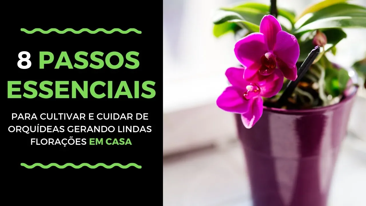 8 SEGREDOS PARA CUIDAR DE ORQUIDEAS PASSO A PASSO AGORA EM CASA
