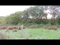 International DAWN CHORUS DAY -  Rewilding Project Devon