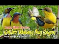 Lagu SUARA PIKAT BURUNG KOLIBRI WULUNG DAN SOGON. 💯% AMPUH..