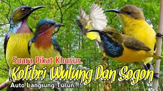 Download SUARA PIKAT BURUNG KOLIBRI WULUNG DAN SOGON. 💯% AMPUH.. MP3