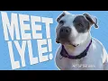 Pet Rescue of the Week Lyle