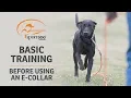 Basic Training Before Using an E-Collar