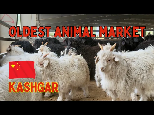 China’s Oldest Animal Market: Kashgar Sunday Bazaar