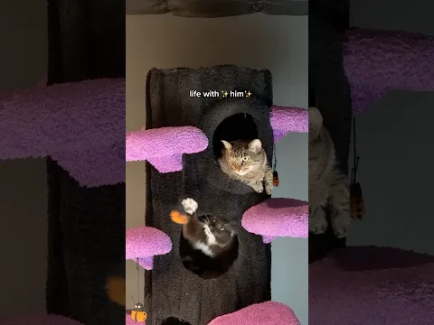 we got our cat a cat 🙀