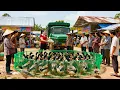 Lagu Harvesting 2000+ Ducks from Farmers | Use Truck to Transport Ducks to Market Sell | Tieu Hue Daily