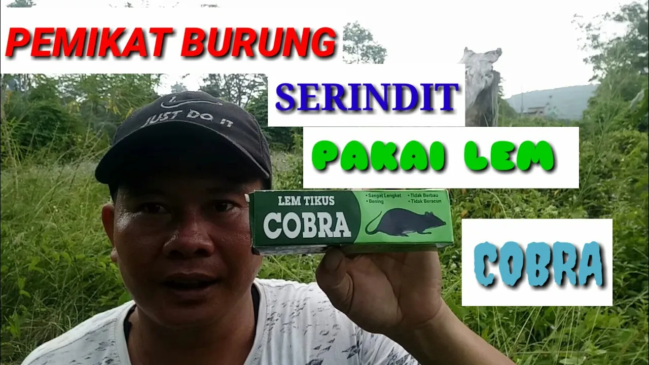 Menangkap Burung Menggunakan Pulut / Lem tikus || Vlog #1