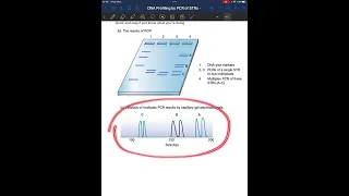DNA Profiling by PCR of STRs - A Midterm Assignment
