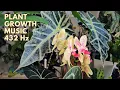Download Lagu Plant Growth Music: 432 Hz Frequency for Healthy and Happy Plants