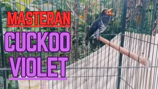 cuckoo violet gacor kadasih ungu cocok untuk masteran