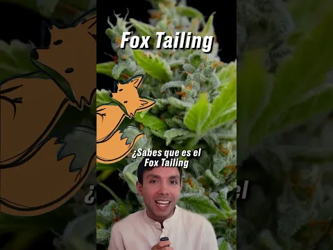 Foxtailing (Cola de Zorro): ¿es bueno o malo?
