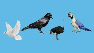 Guess the Animal Sound! 🦒 Learn Giraffe, Ostrich & Tortoise Facts with Toys!