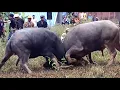 Kerass!!, Adu Kerbau (Tedong Silaga) | Petarung Tanpa Arena