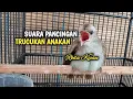 Download Lagu Suara Anakan Trucukan Buat Pancingan Burung Trucukan Jantan