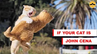 Download If your cat is Cat Cena #7 | memes | Cat Cena memes | try not to laugh | shibee. MP3