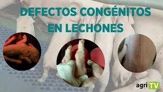 DEFECTOS CONGÉNITOS más comunes en LECHONES 🐷🐽