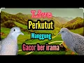 Download Lagu Burung Perkutut Lokal Gacor Ber Irama merdu #turtledove #turtledoves  @MangoenDjoyoChannel