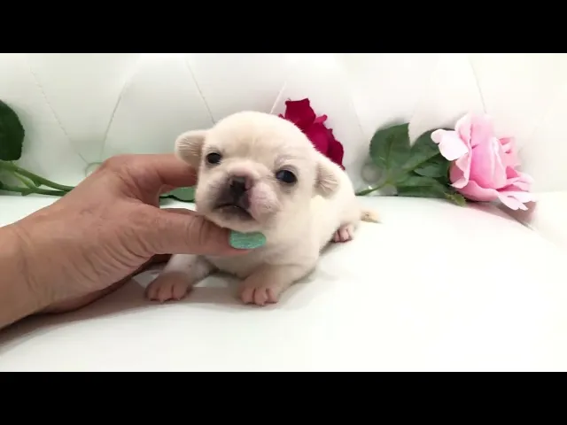 動画