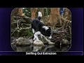 Achieve 3000 Answers Sniffing Out Extinction