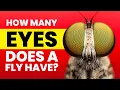 How Many Eyes Does a Fly Have