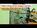 Download Lagu Ciri ciri sogon untulan yang cocok dan pengertiannya