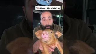 هل الخنزير يأكل فضلاته  دندنها