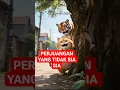 Download Lagu gijzelaarsreddingsmoment #kortevideo #grappig #grappanimasu #oyenstory88 #kat #kat #cartoon