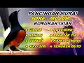 Download Lagu Pancingan Murai Batu Full Isian Pagi Hari Bongkar isian Cililin - Kenari gacor